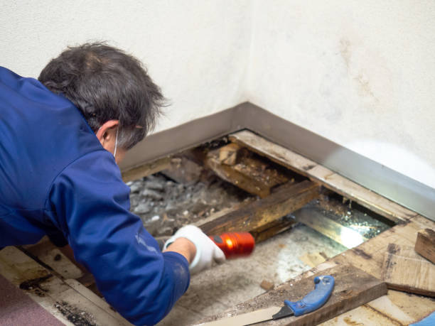 Best Fast Mold Removal  in Alpine, UT