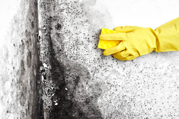 Best Toxic Mold Removal  in Alpine, UT