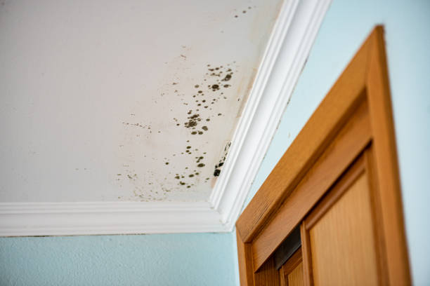 Professional Mold Removal in Alpine, UT