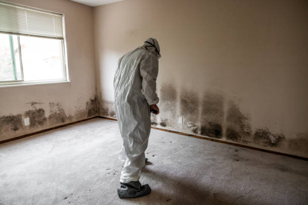 Best Mold Testing  in Alpine, UT