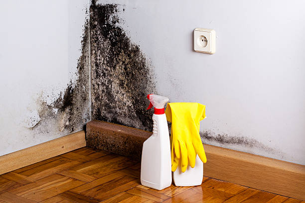 Best Mold Testing  in Alpine, UT