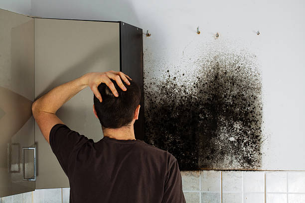 Best Attic Mold Removal  in Alpine, UT