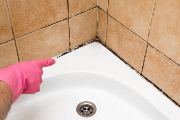 Best Local Mold Removal Service  in Alpine, UT